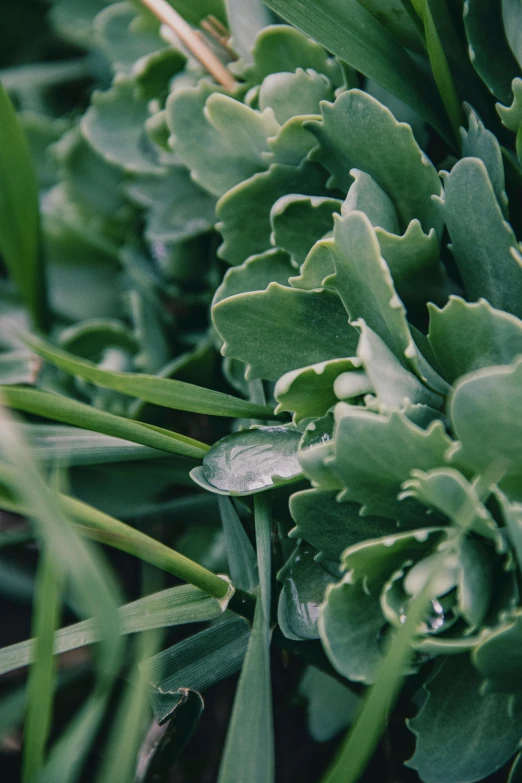 an old image of an unripe green plant in the yard