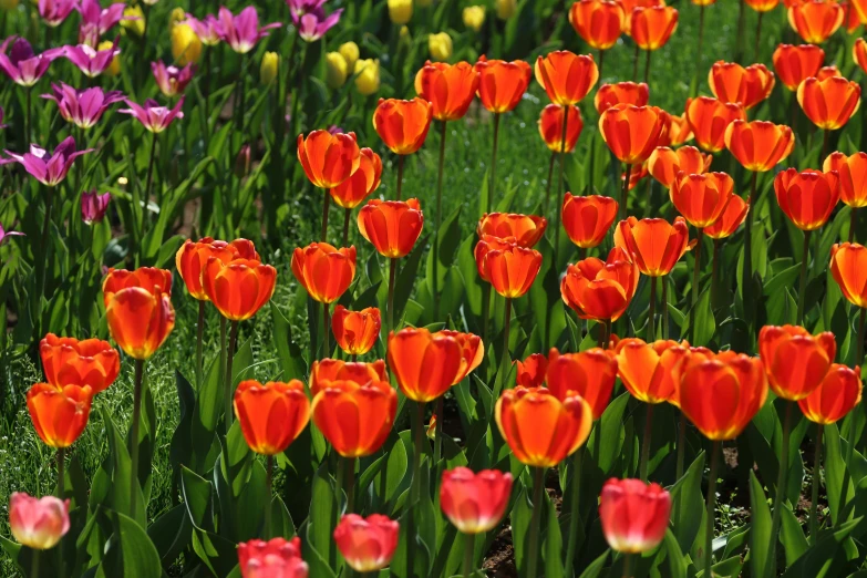 many tulips are growing in a flower field