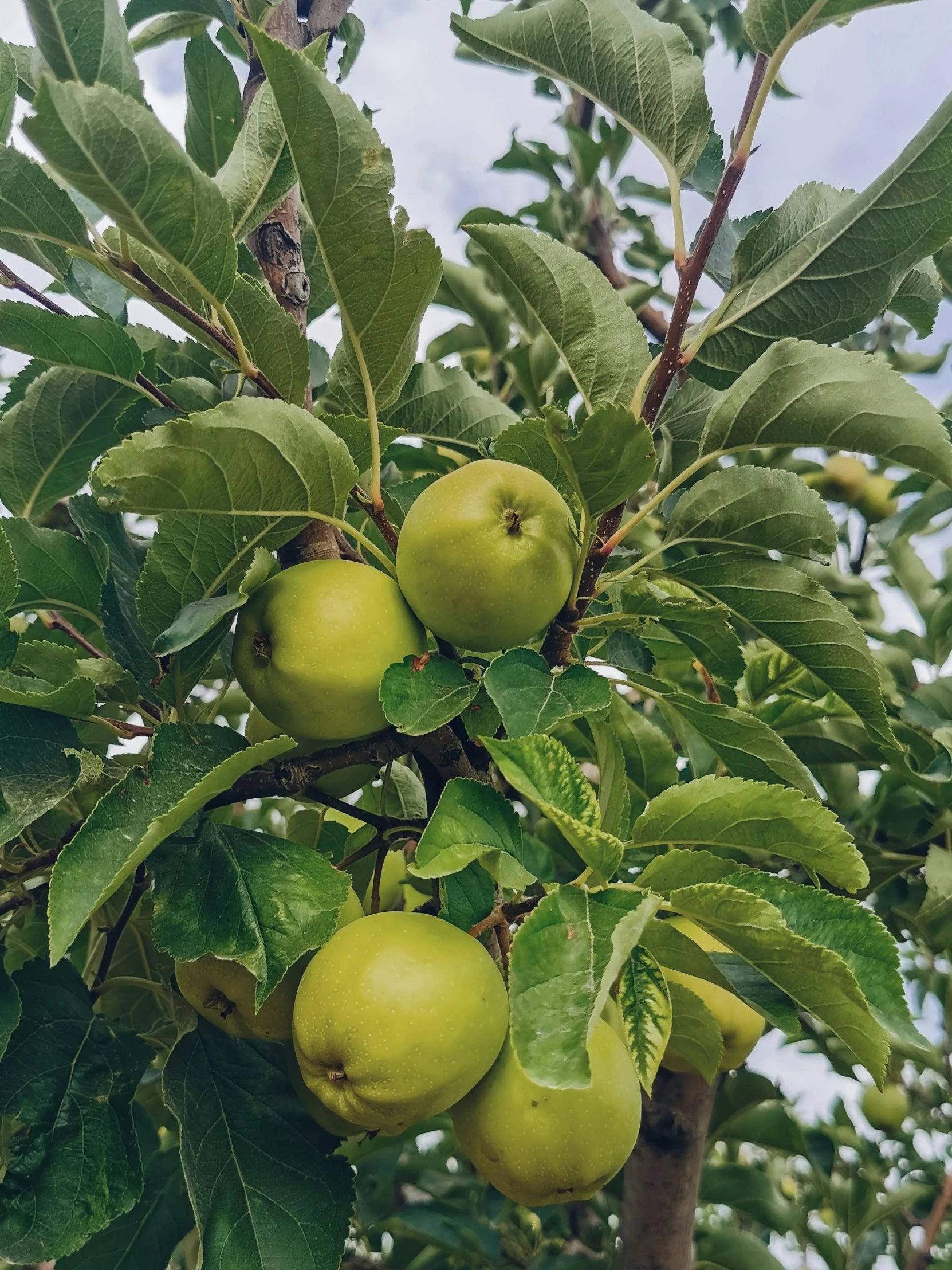 a bunch of green apples hanging from the nch of a tree