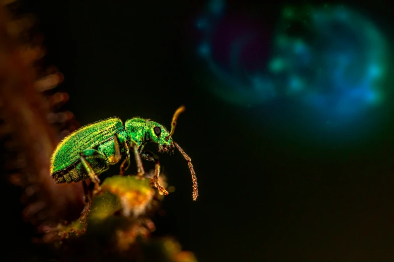 a bug is perched on a nch in front of blue lights