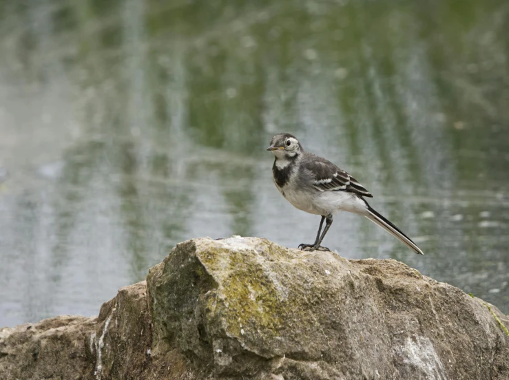 a bird perched on a large rock in front of a pond