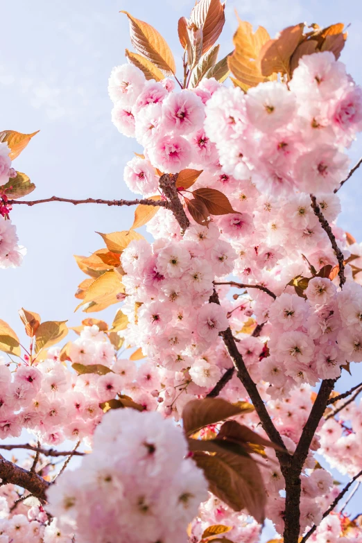 some pink flowers growing on a tree nch