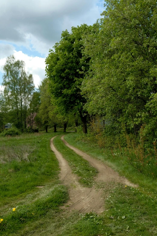 there is a dirt road running between two trees