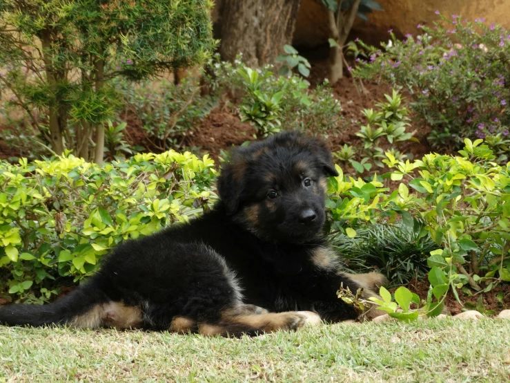 a puppy is lying on the ground outside