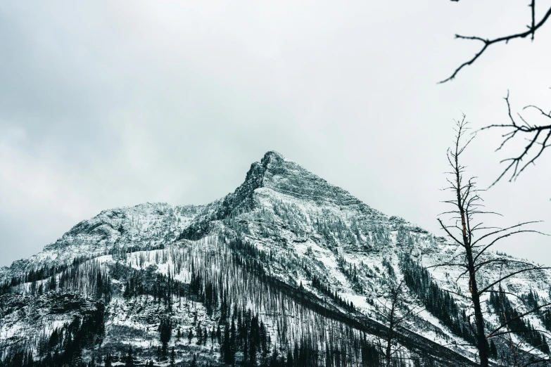 a snowy mountain side with a tree lined trail