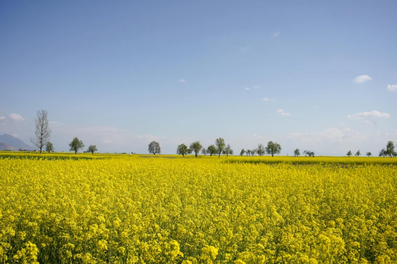 a large field with yellow flowers under blue skies