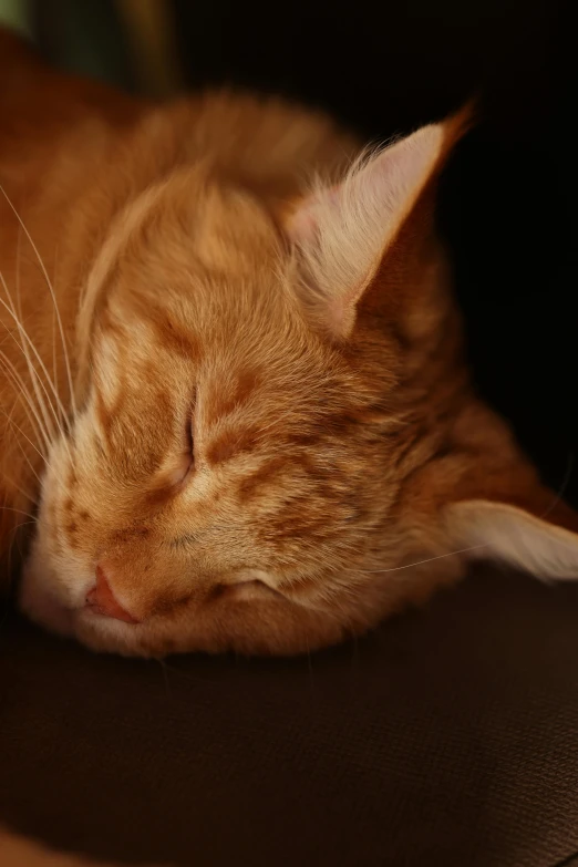 a close up of a cat curled up sleeping