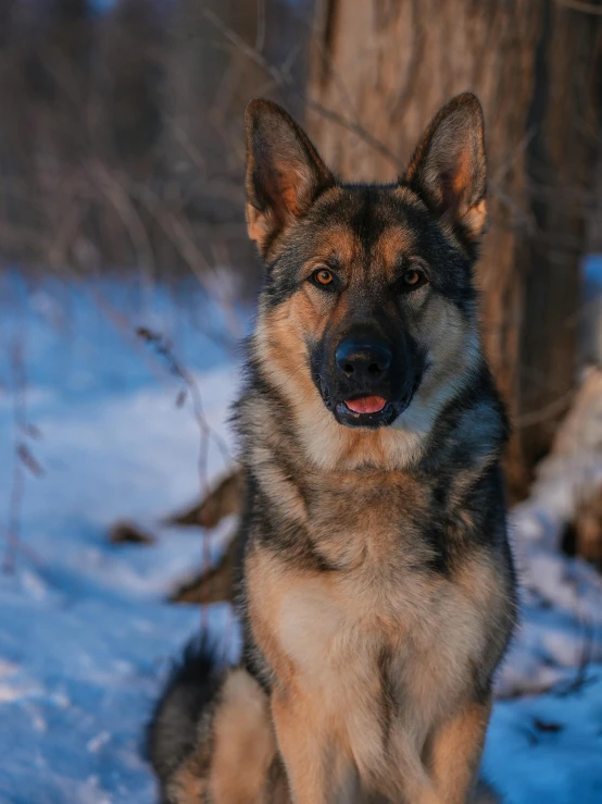 a wolf standing in the snow next to a tree