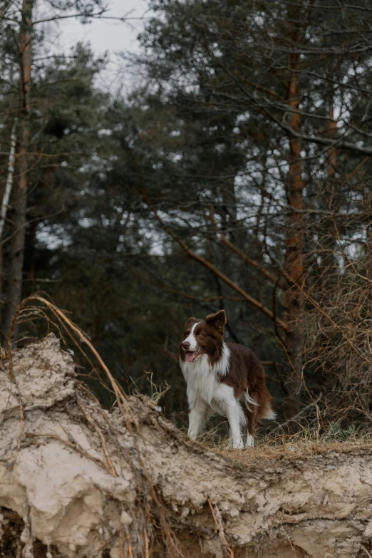 a dog is standing in the woods looking to its left