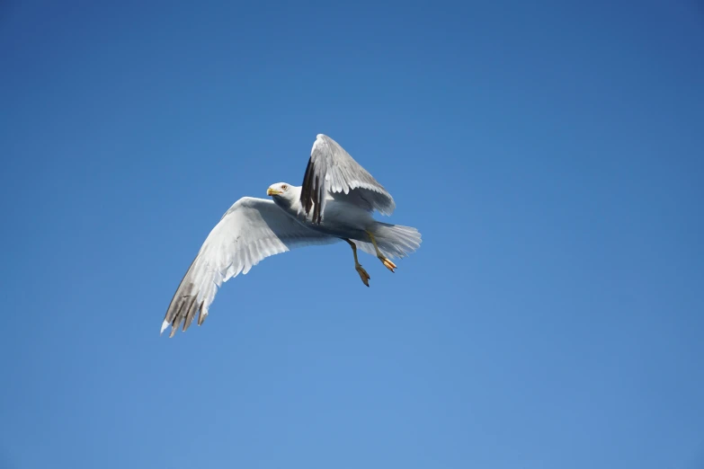 a bird flying in the sky with it's wings spread out