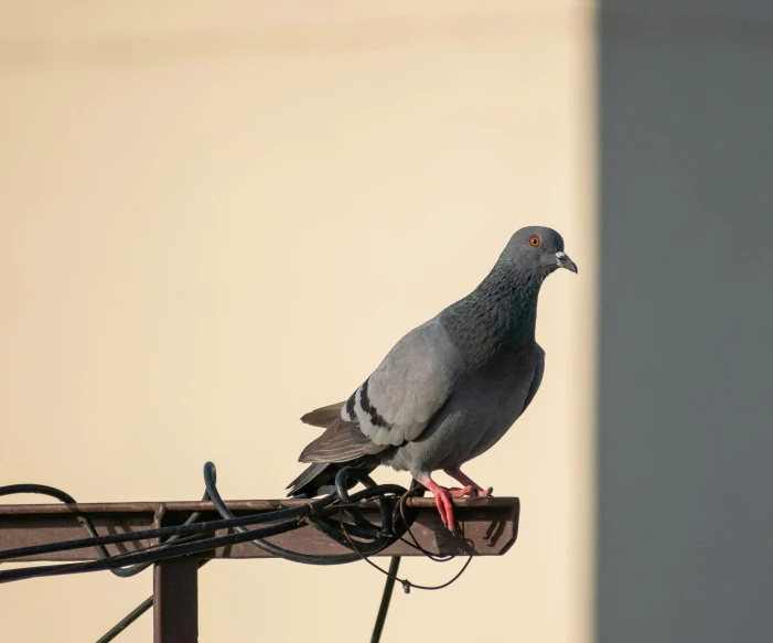 a pigeon sitting on top of a metal pole