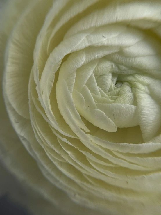 a closeup view of the center of a white flower