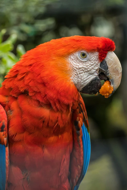 an orange and blue parrot is in the wild