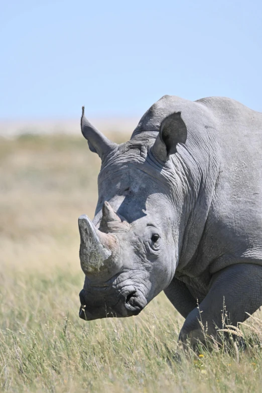 a close up of a rhino on the side of a field