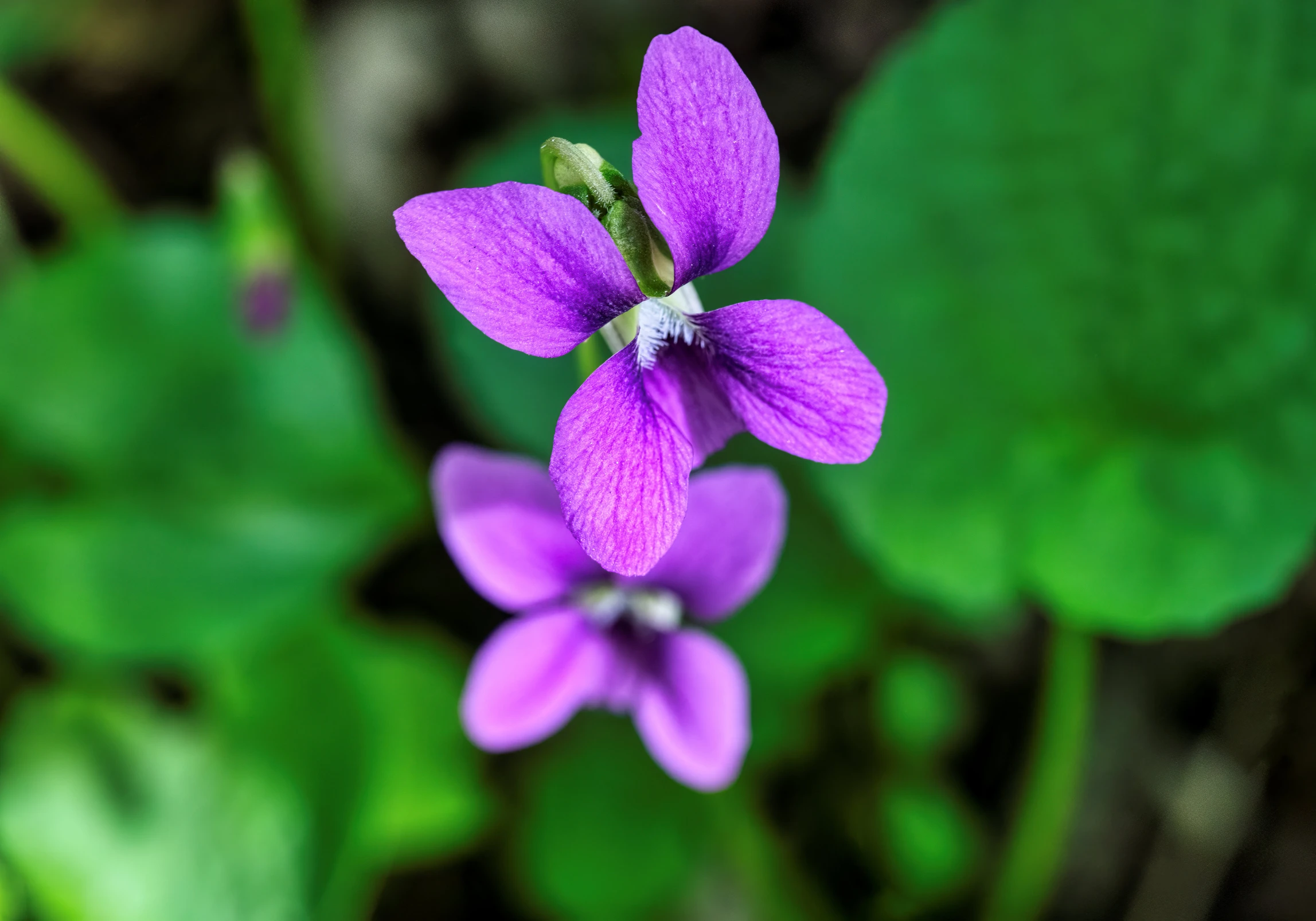 there is a small purple flower next to green leaves