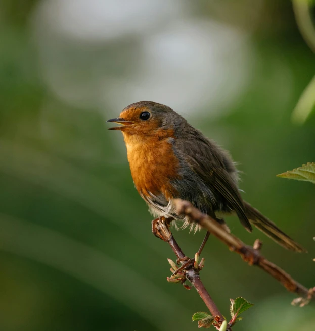 small bird sitting on nch in a tree