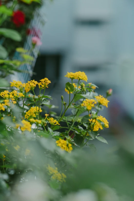 some yellow and red flowers and a white building