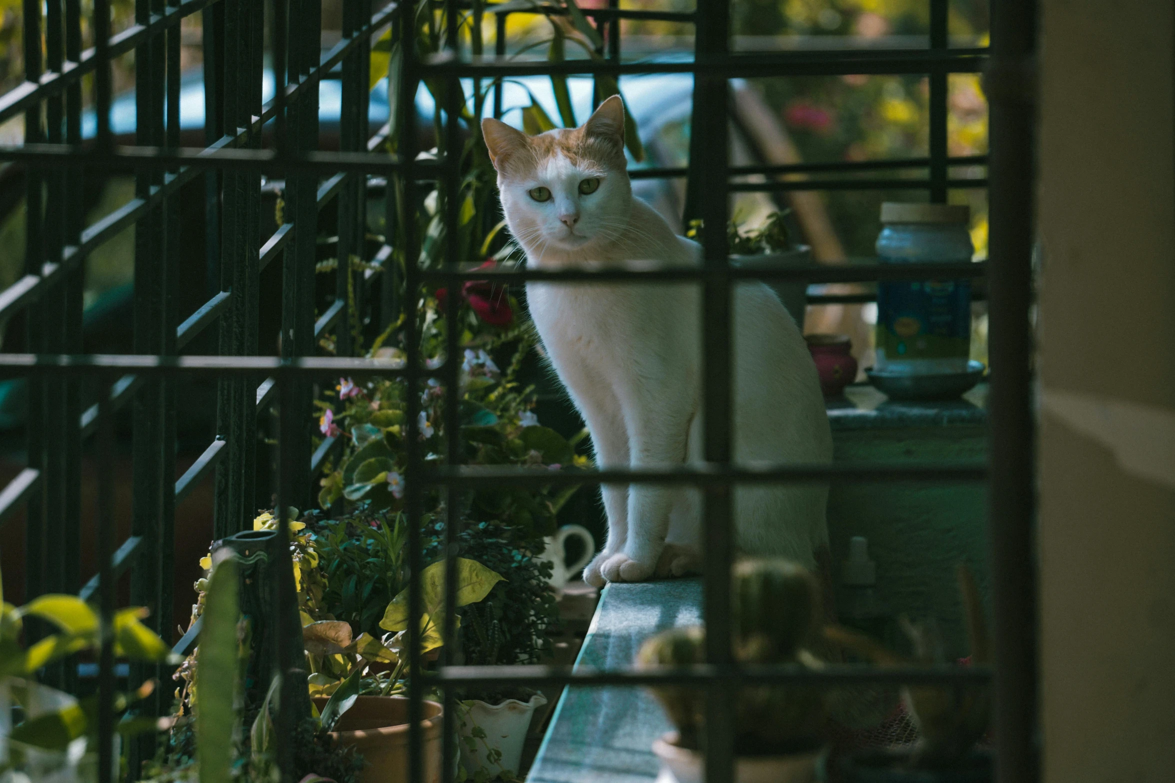 a white cat sitting on top of a shelf