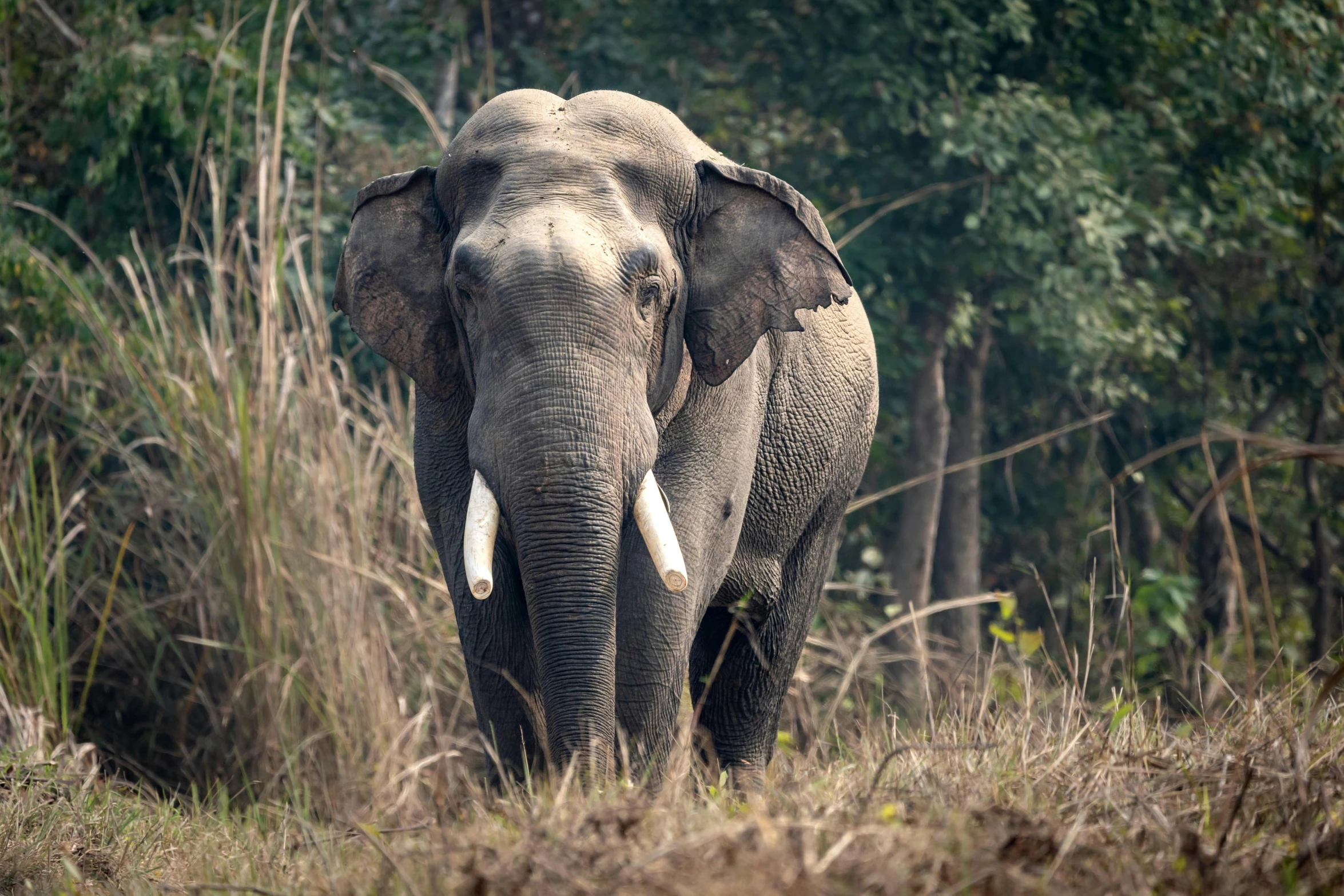 an elephant with very long tusks stands in a jungle clearing