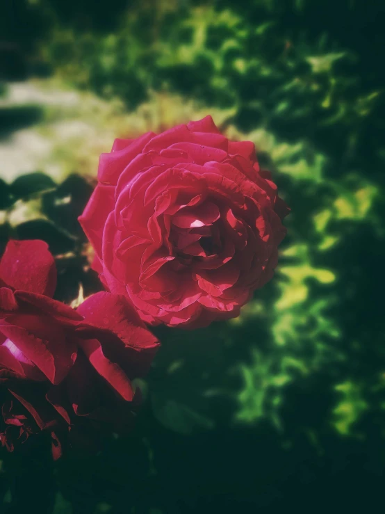 a close - up view of a red rose blossom