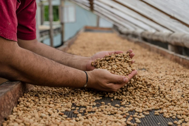 two hands reaching out and grabbing a handful of peanuts