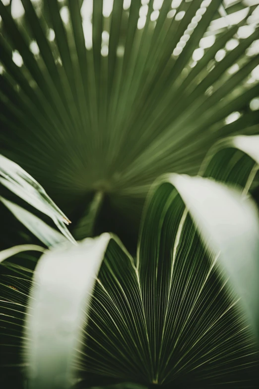 a view of a leaf from the center