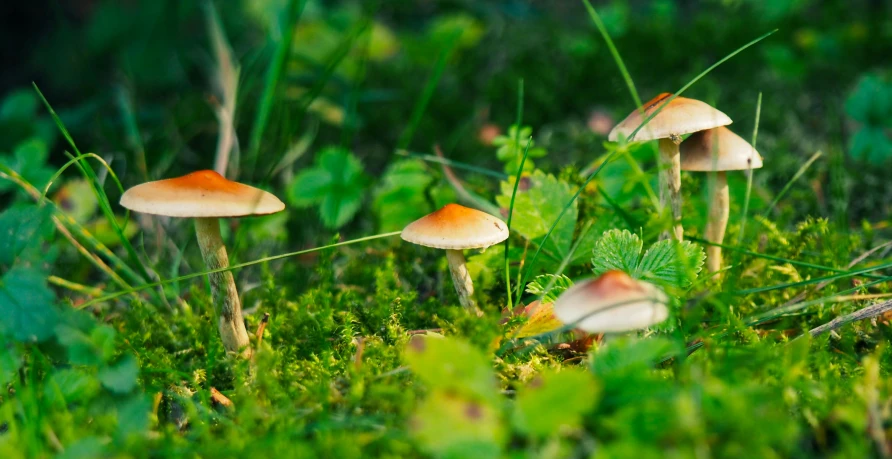three mushrooms grow in the grass on the forest floor