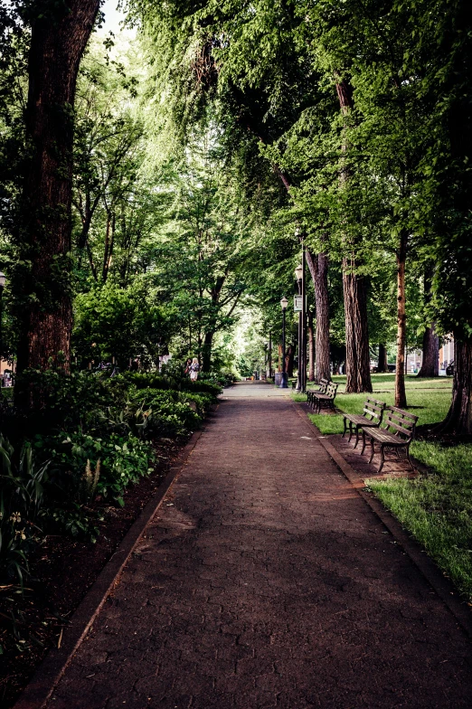 a dirt road lined with trees and benches