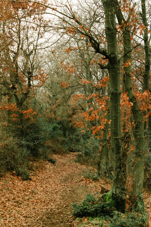 trees in a forest covered in leaves and yellow