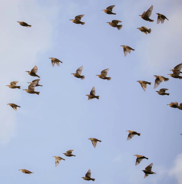 a flock of birds flying high up in the air