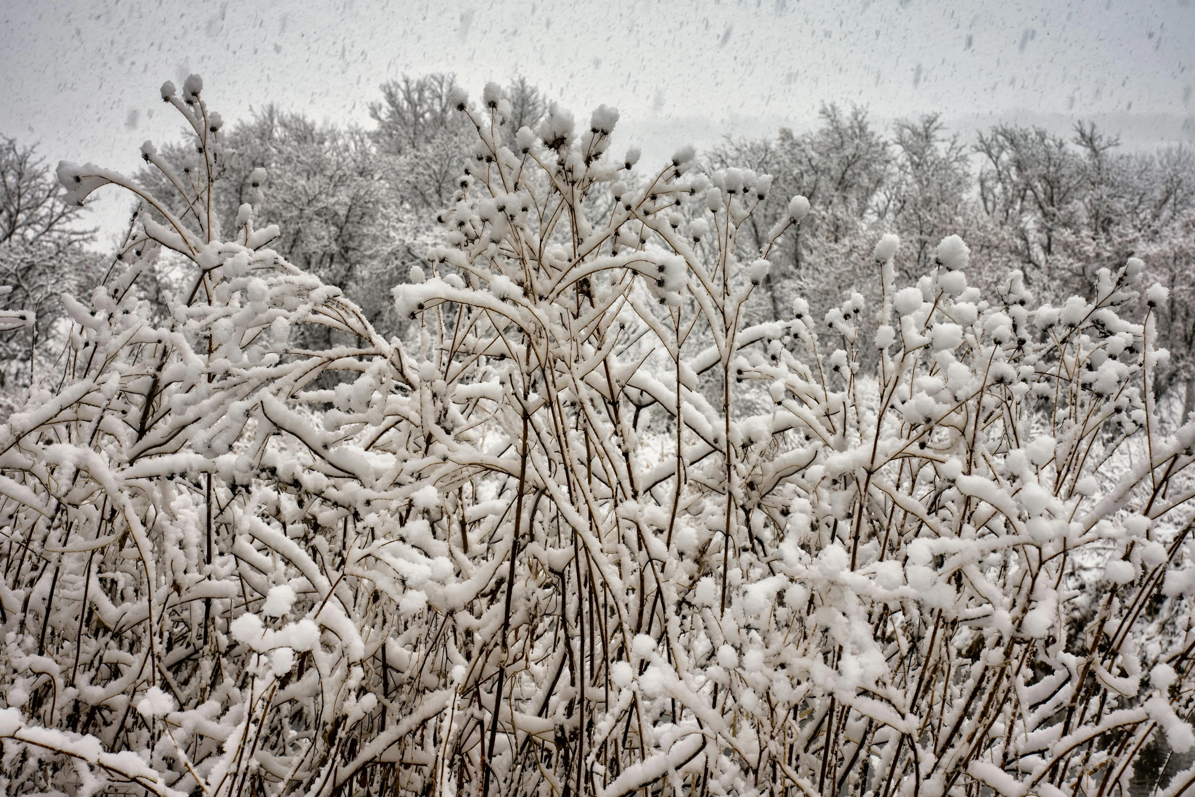 the snow is falling down on trees outside