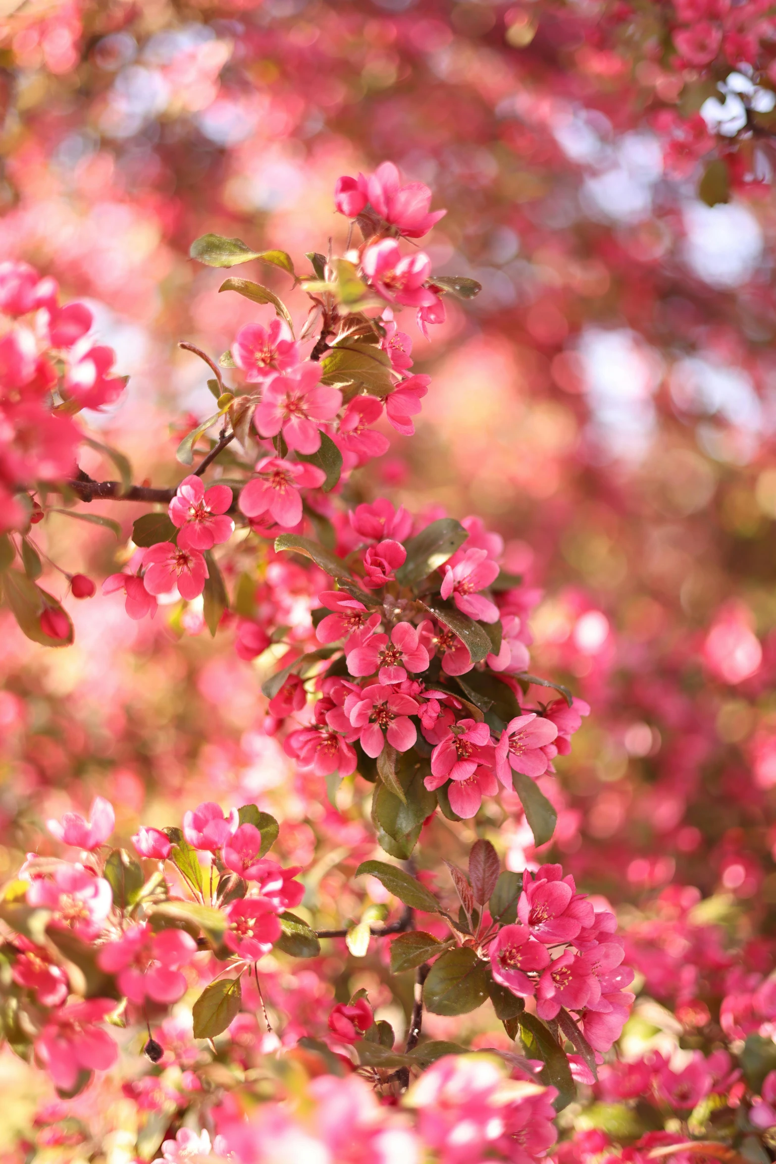 pink flowers growing on the nches of tree