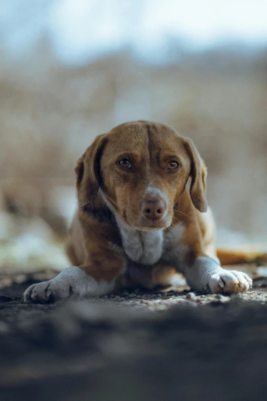 a brown and white puppy sitting on the ground