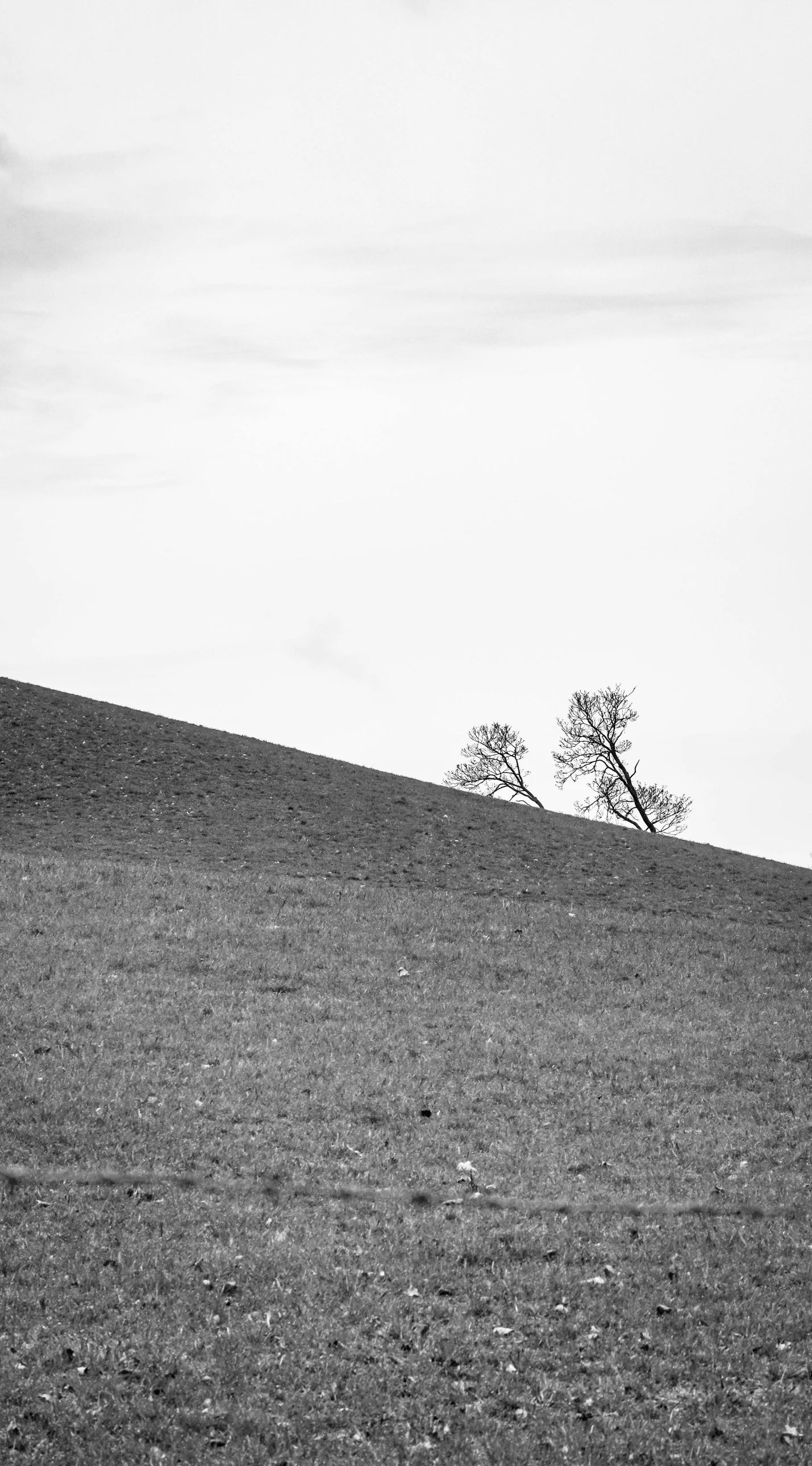 an overcast day shows trees on a hill