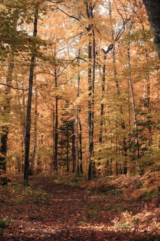 yellow foliage covers the trees in the woods