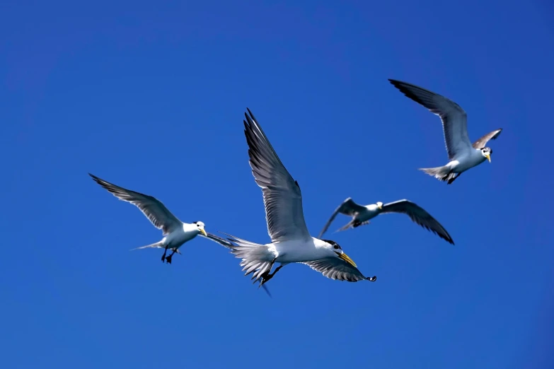 three white birds flying in the sky on a clear day
