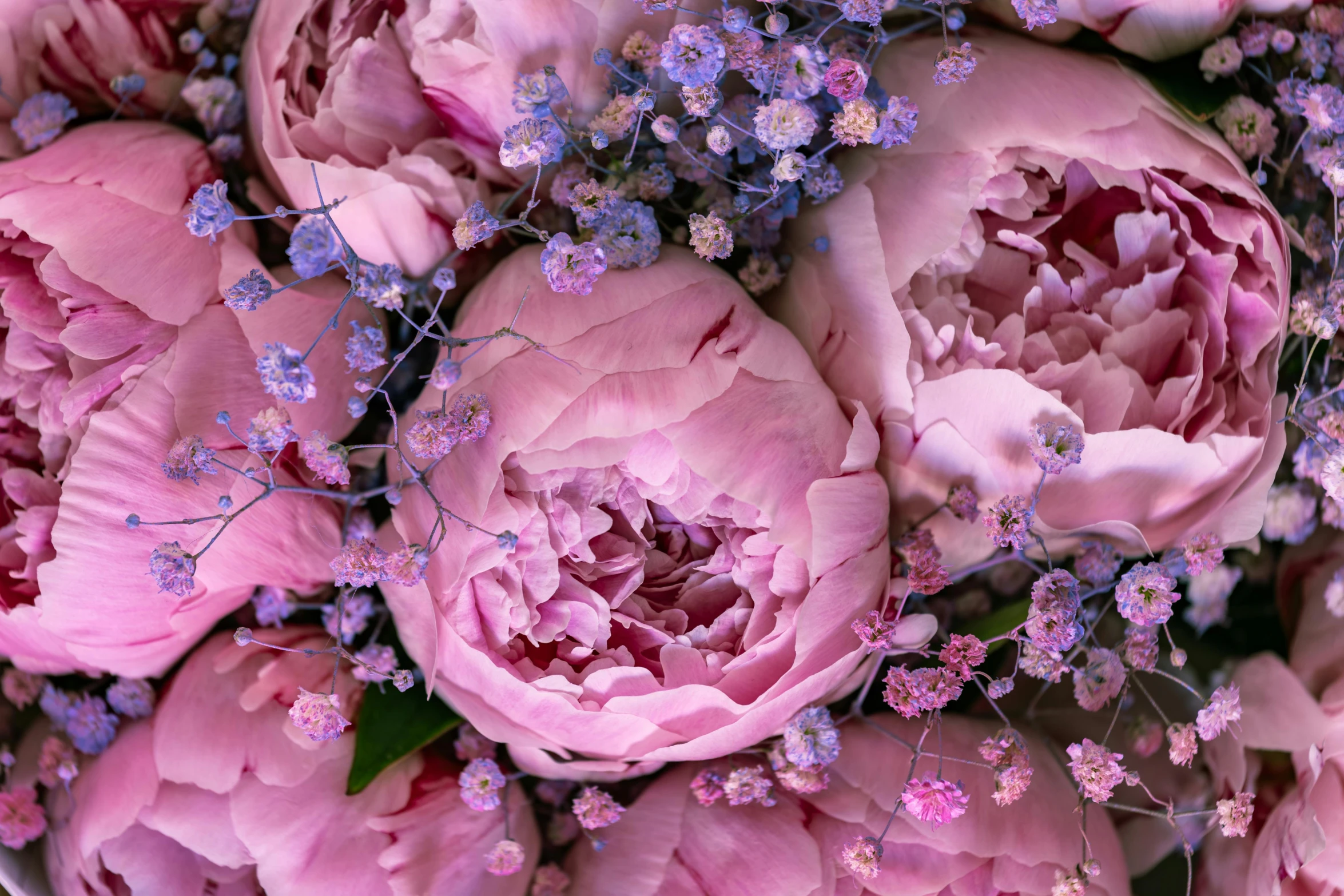 several large flowers of pink color together