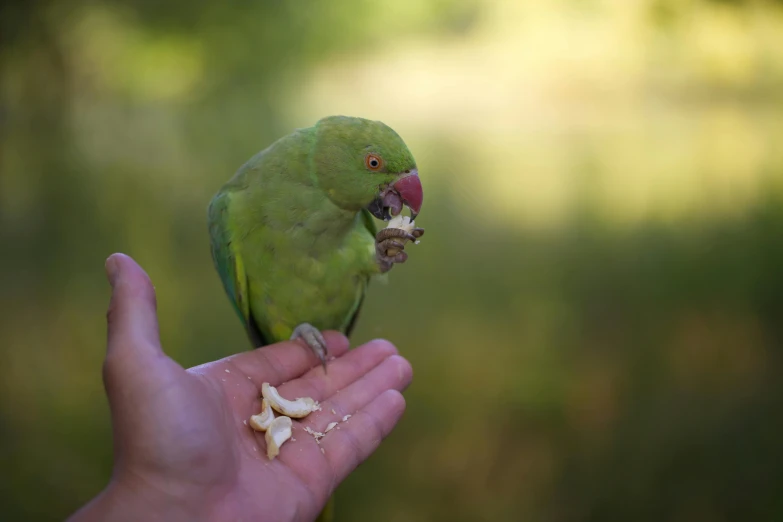 a person is feeding a green bird from a persons hand