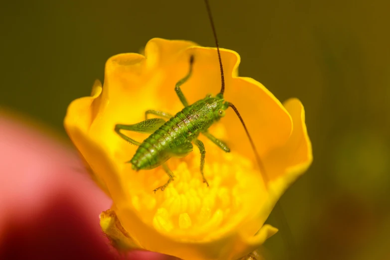 a green bug on a yellow flower in a garden