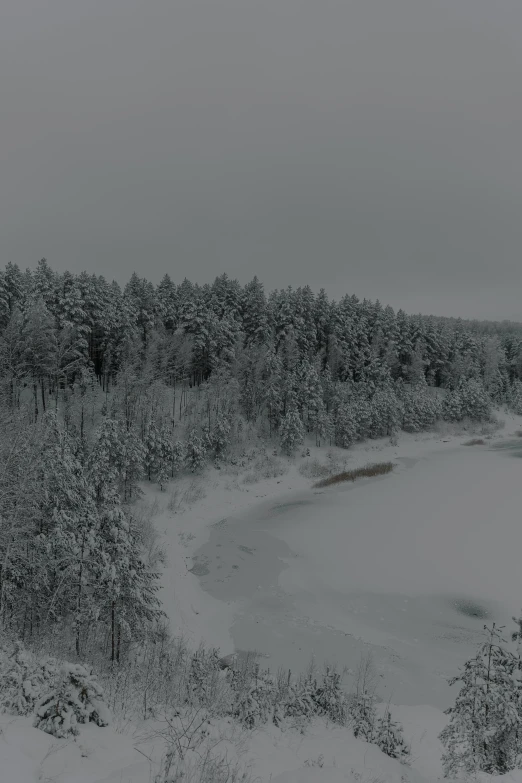 snowy forest with trees overhanging and a lake at the end