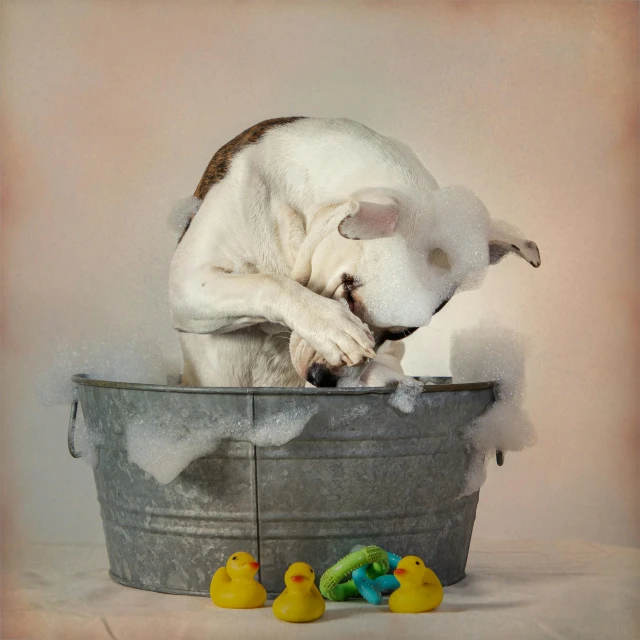 a puppy with his head stuck in the bucket and toys nearby