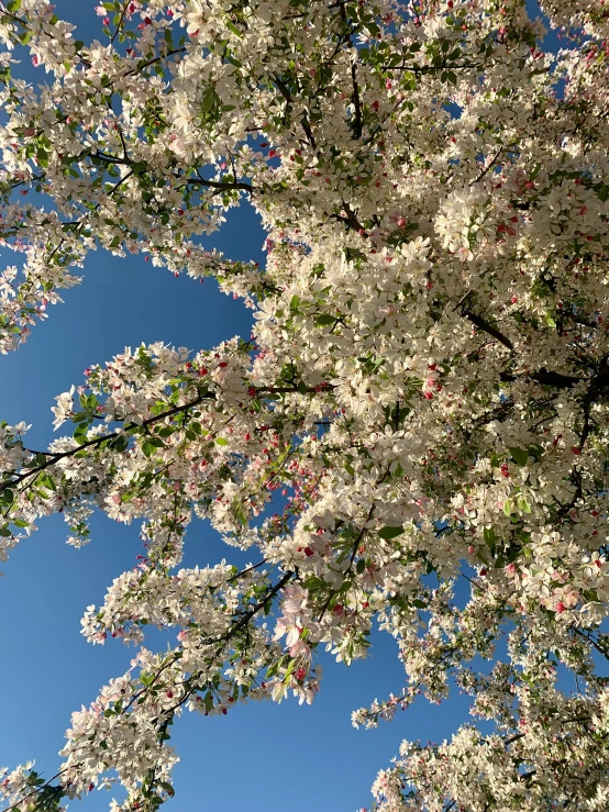 a white tree with lots of flowers under it