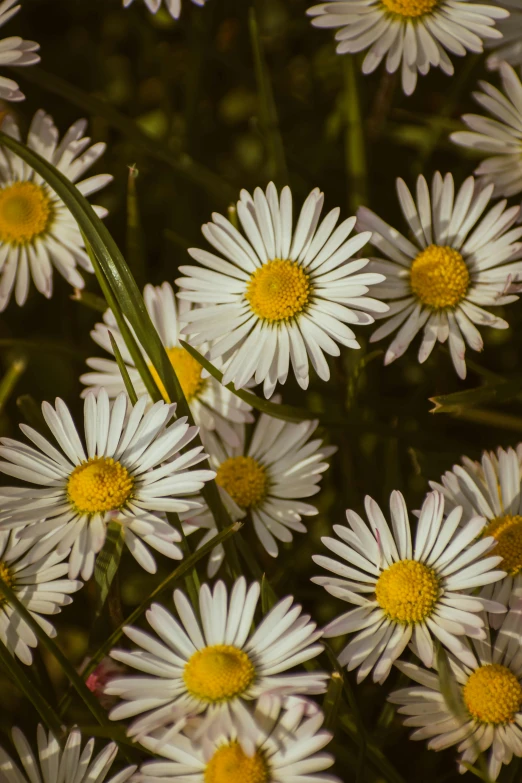 several flowers that are sitting out in the sun