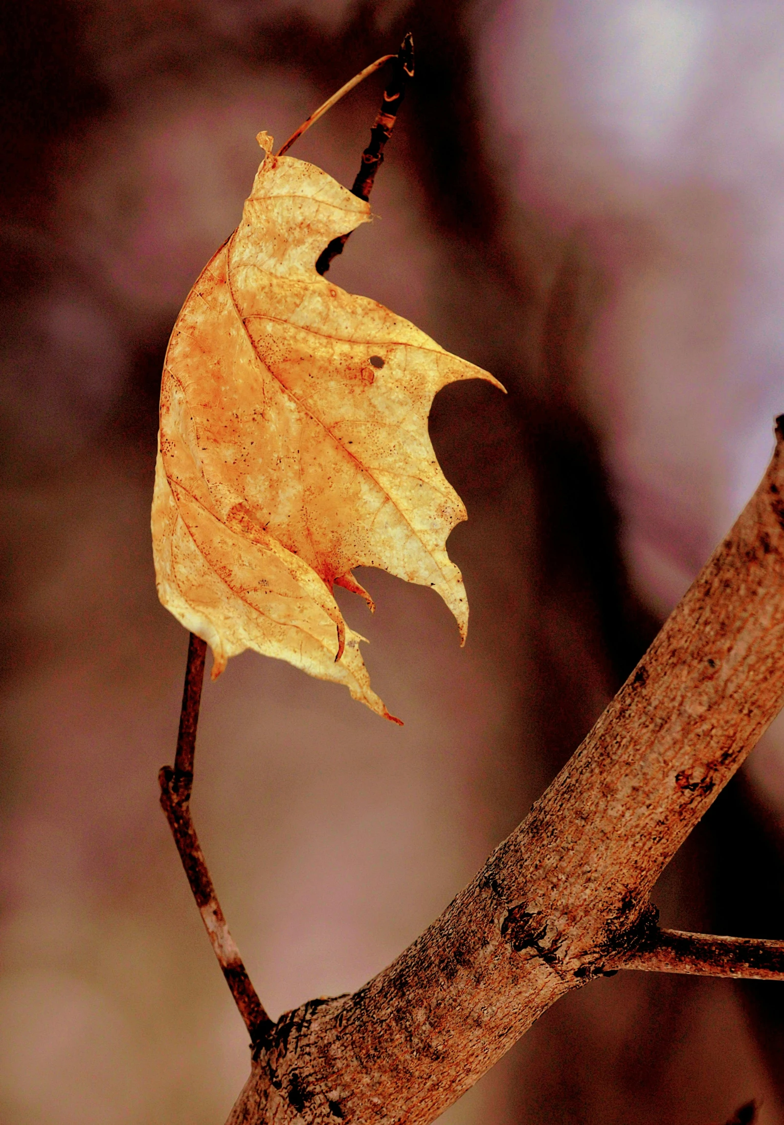 the yellow leaf is still on the twig