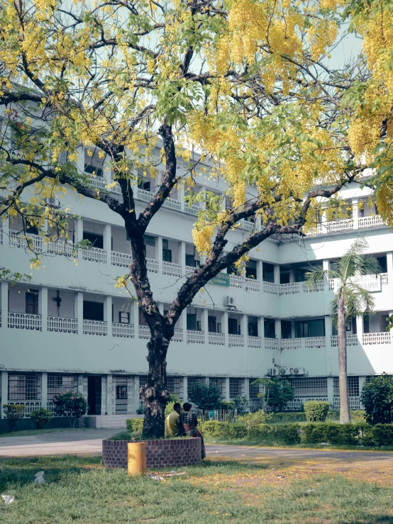 a green tree in front of a building