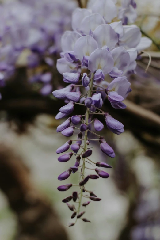 lavenders and a few other flowers growing by the fence