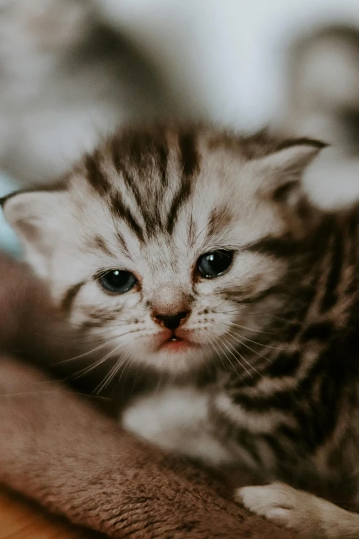 a small cat is lying down on a pillow