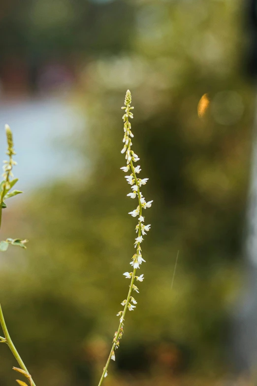 the small white flowers are growing out of a plant