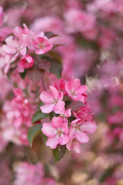 pink flowers blooming on an ornamental plant