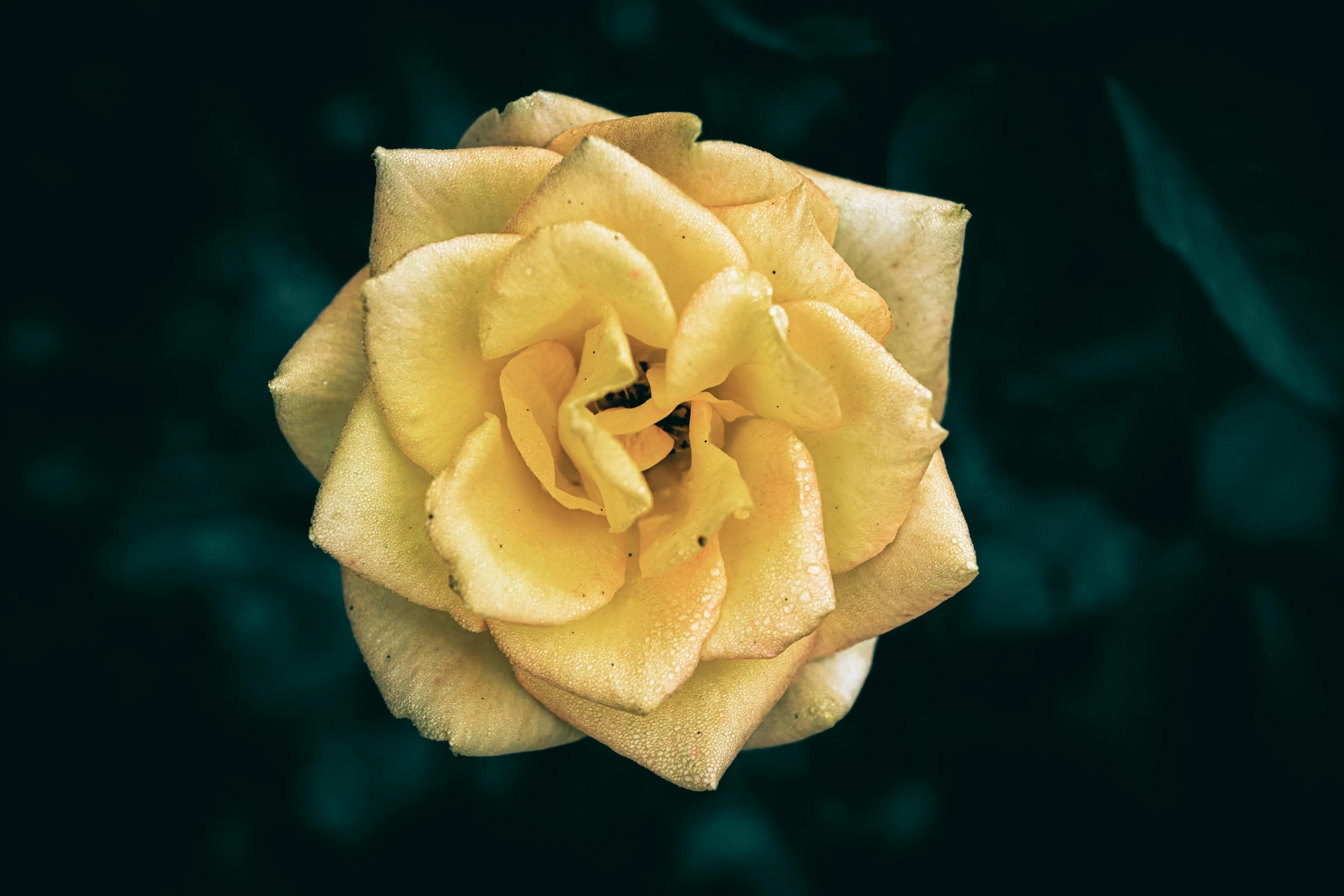 a yellow rose in the dark with drops of water on it